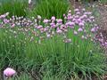 پیازچه کوهی، تره فرنگی راش، plason,cive,schnittlaugh,seives,onion grass